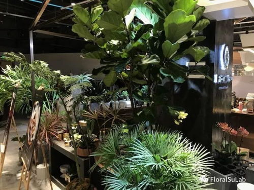 懒人绿植店铺_懒人绿植店铺推荐--第1张