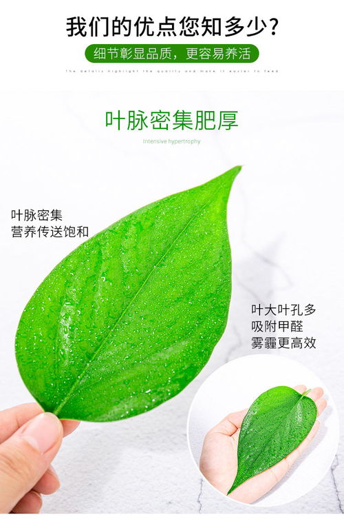 懒人大株绿植_懒人植物有哪些--第1张