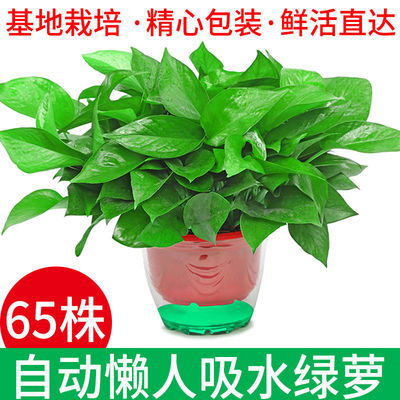 懒人客厅大绿植_客厅懒人植物--第1张