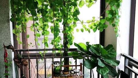 懒人绿植卧室_懒人绿植卧室图片--第1张