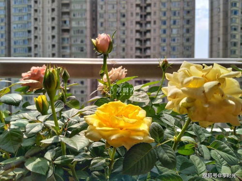 懒人露台绿植怎么养植_适合露台养的植物--第1张