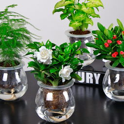 室内懒人绿植香味_室内懒人绿植香味好闻吗--第1张