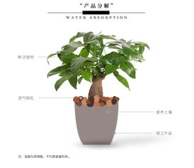 懒人办公绿植图片_懒人办公绿植图片高清--第1张