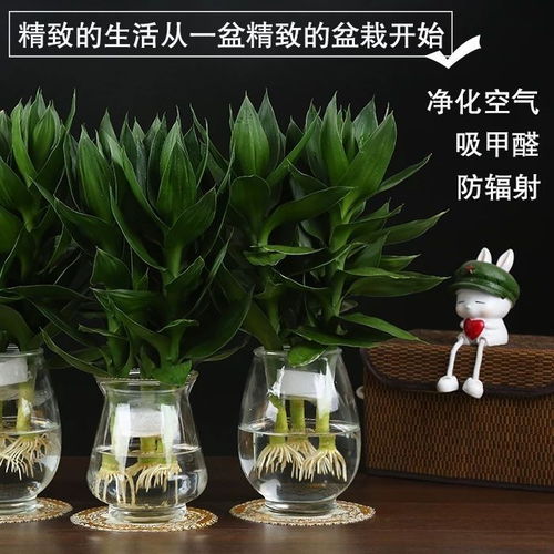懒人养植水培绿植_养水培植物--第1张