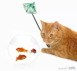 养猫懒人绿植图片_懒人养猫勤快人养狗富人养鱼--第1张