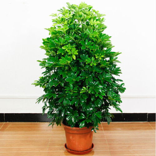 懒人室内绿植有哪些_懒人室内绿植有哪些种类--第1张