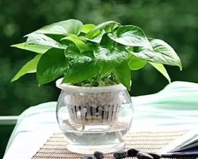 懒人水果绿植推荐_适合懒人养的植物盆栽--第1张