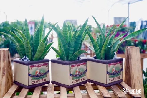 懒人绿植能养鱼_懒人养的绿植--第1张