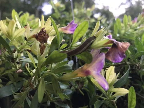 开放阳台绿植懒人_适合在阳台养的开花植物--第1张