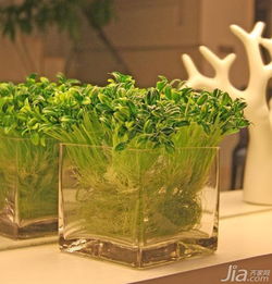 阳台懒人绿植推荐_阳台懒人绿植推荐品种--第1张