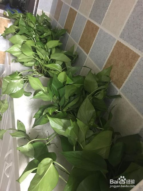 懒人绿植养殖技术_懒人绿萝的养殖方法和注意事项--第1张