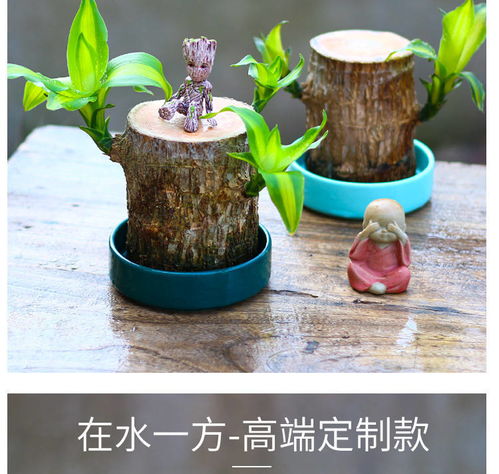 水培懒人绿植推荐_懒人水培植物--第1张