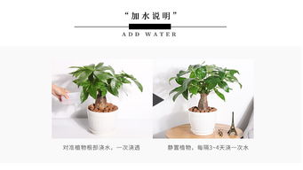 懒人巨型绿植_懒人 绿植--第1张