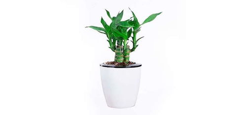懒人绿植花盆怎么养植_懒人绿植花盆怎么养植视频--第1张