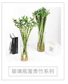 懒人花卉绿植园艺_庭院懒人花卉--第1张
