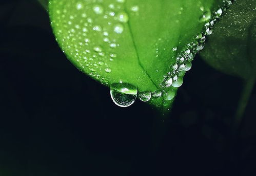 懒人绿植有白色虫子_绿植有白色的小虫子--第1张