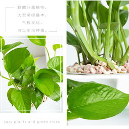 懒人绿植兰_懒人花卉长绿植物--第1张
