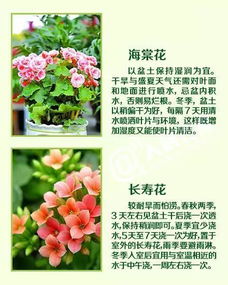 绿植浇水懒人_绿植浇水的正确方法--第1张