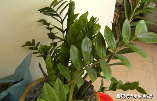 懒人家装绿植_家里懒人养的植物--第1张