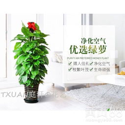 绿植懒人耐旱树苗_家养耐旱绿植--第1张