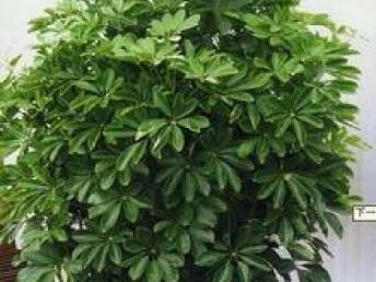 上海懒人绿植_上海绿植盆栽--第1张