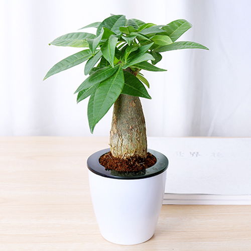 懒人打理的绿植_懒人打理的绿植图片--第1张