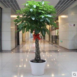 室内绿植懒人推荐_懒人室内绿植什么最好养--第1张