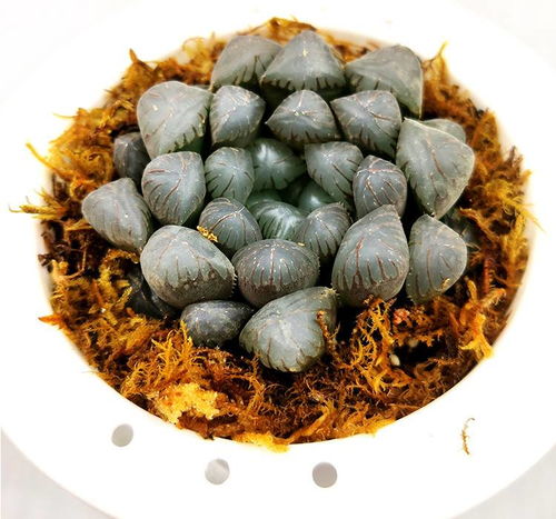 懒人绿植套装_懒人绿植套装图片--第1张