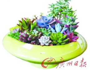 懒人好打理绿植_懒人养植物--第1张