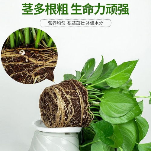 室内绿植推荐懒人_懒人室内绿植什么最好养--第1张