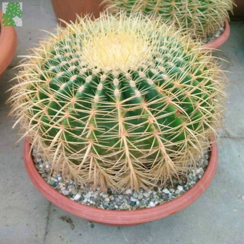 懒人绿植耐干旱_家养耐干旱植物--第1张