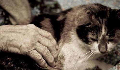 养猫懒人绿植_养猫养什么花草好--第1张