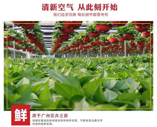 懒人绿植花香_懒人栽培花卉--第1张