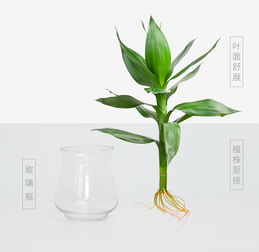 懒人懒汉的绿植_懒人懒汉的绿植有哪些--第1张