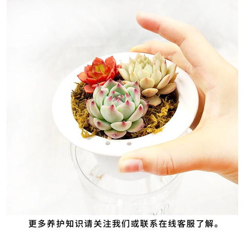 懒人盆迷你绿植_适合懒人花盆的绿植--第1张
