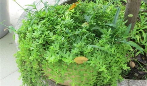 懒人垂吊绿植_垂吊植物怎么浇水--第1张