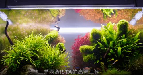 懒人绿植水草_懒人水草用不用水草泥--第1张