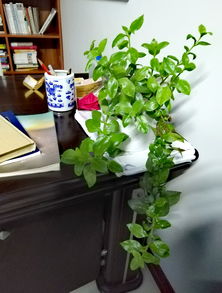 懒人书桌绿植_懒人书桌绿植有哪些--第1张