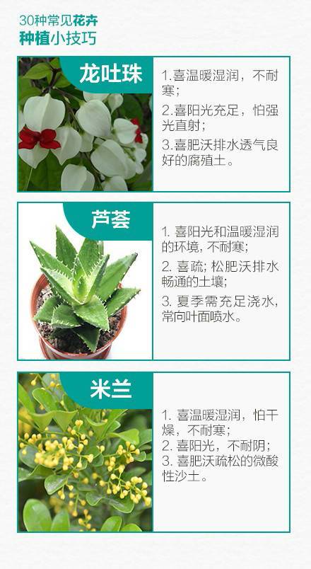 懒人抠搜指南绿植_养绿植的小技巧--第1张