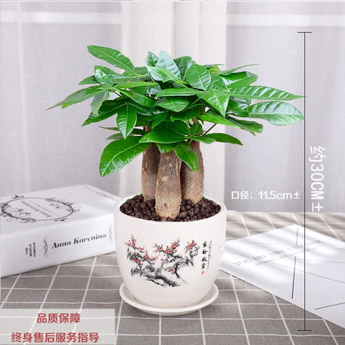 懒人绿植摇钱树_摇钱树怎么做造型--第1张