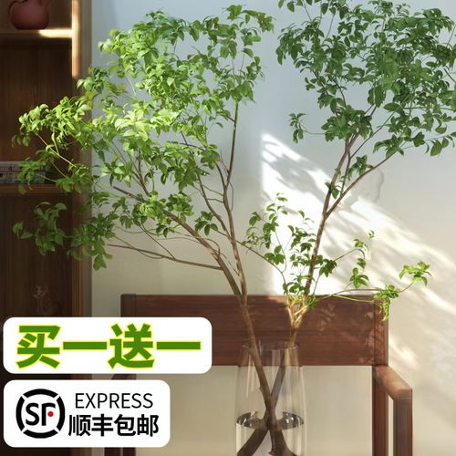 小型客厅懒人绿植_客厅小植物--第1张