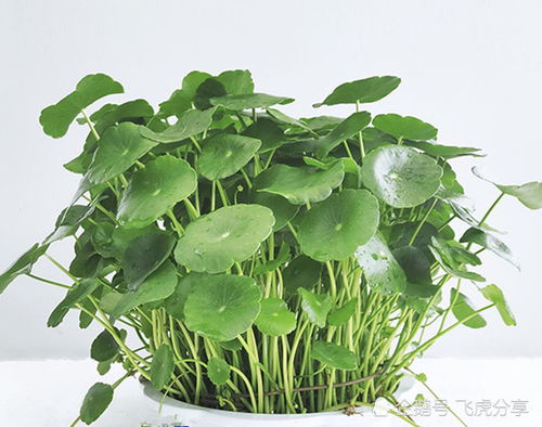 水培绿植懒人_水培绿植什么最好养--第1张