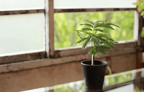懒人大株绿植_懒人大株绿植图片大全--第1张