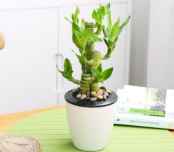 懒人养绿植盆栽_懒人养绿植盆栽好吗--第1张