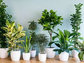 懒人仿真绿植图片_108种懒人植物--第1张