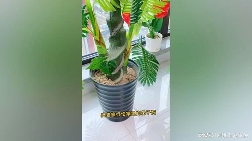 懒人神器绿植图片_懒人神器是啥--第1张
