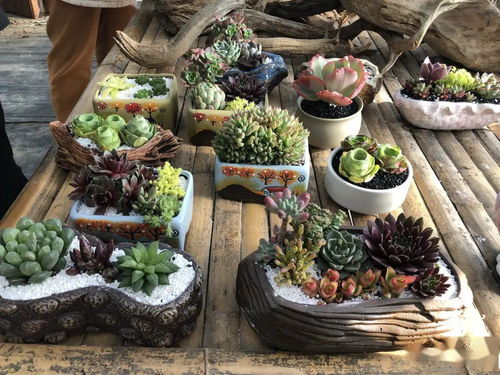 绿植懒人花盆_养花懒人盆--第1张