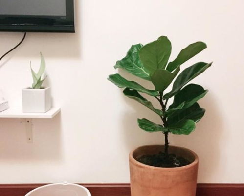 懒人木质绿植推荐_适合在家养的木本绿植--第1张
