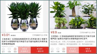 拼多多绿植室内懒人_拼多多绿植怎么样--第1张