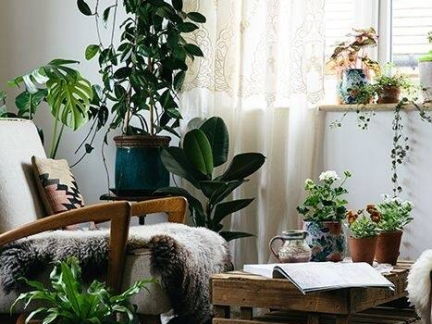 绿植客厅推荐懒人_绿植客厅推荐懒人沙发--第1张